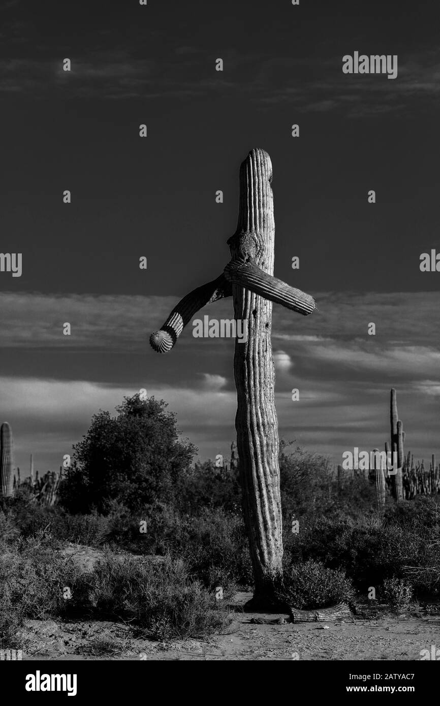 Saguaro ou Sahuaro (Carnegiea gigantea) façonné comme un homme. Cactus columnaire typique du désert de Sonoran, au Mexique. Monotípicoc est une espèce de gréate Banque D'Images