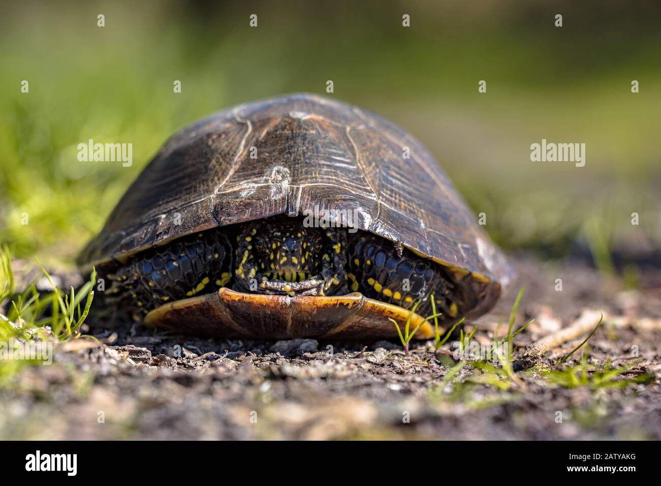 Tortue de bassin européenne (Emys orbicularis) se cachant en coquille à la Brenne France Banque D'Images