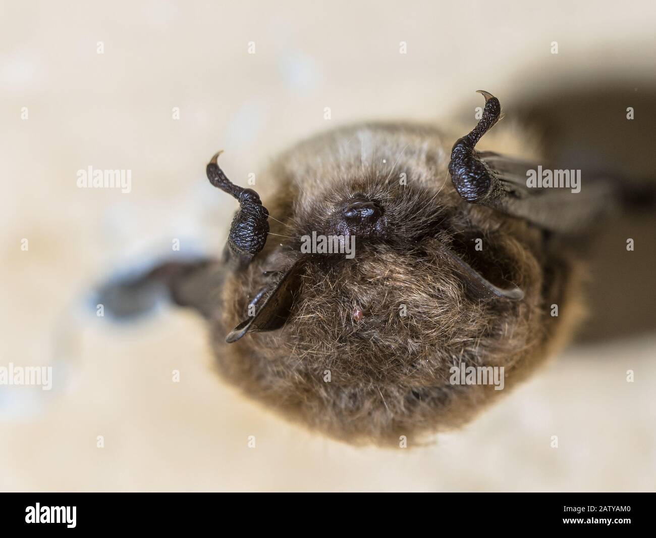 Chauve-souris (Myotis mystacinus) hibernation au plafond de bunker souterrain aux Pays-Bas Banque D'Images