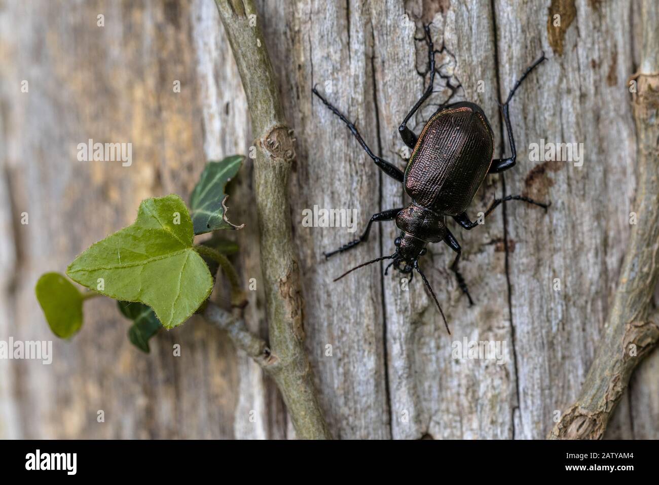 Scarabée du chercheur inférieur (Calosoma inquisitor) ou chasseur de caterpillar. Ce coléoptère est assez rare mais peut devenir nombreux en années quand il est proie comme le chêne Banque D'Images