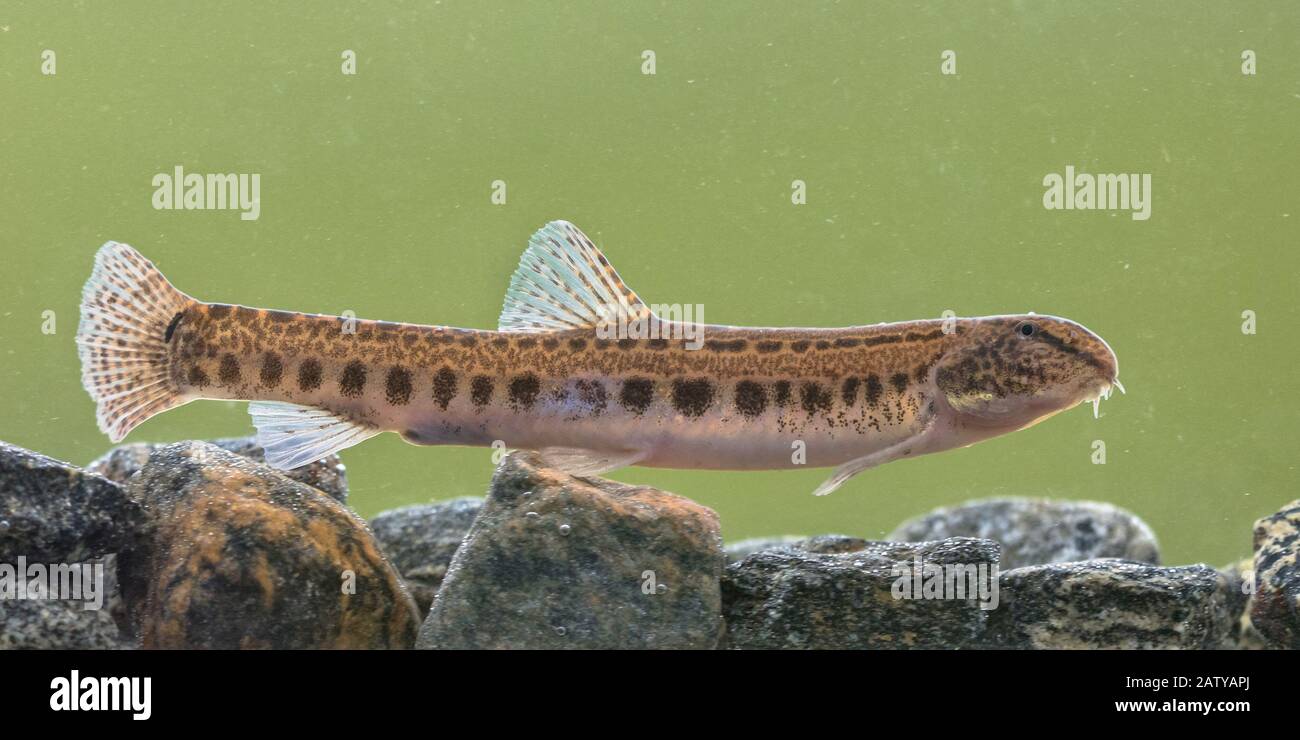 Le Loach (Cobitis taenia) est un poisson d'eau douce en Europe. Il est également connu sous le nom de Loach d'eau douce tachetée. Il se trouve dans l'eau riche en oxygène des rivières Banque D'Images