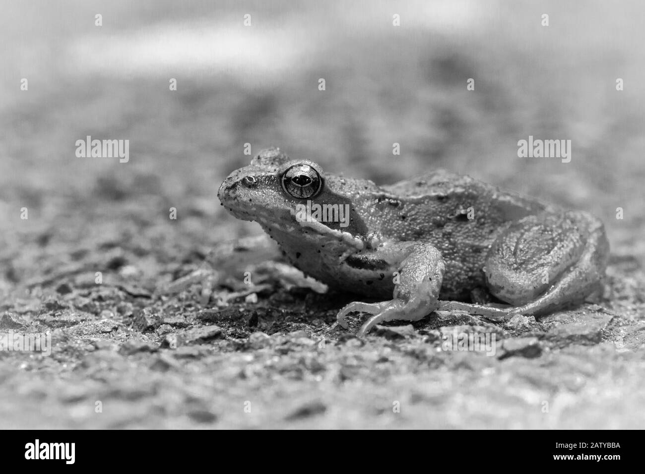 Image en noir et blanc d'une grenouille commune (Rana temporaria) en traversant une route Suffolk Banque D'Images