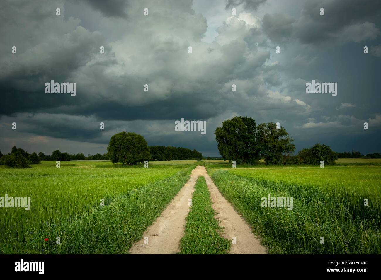 Une belle photo d'une route de terre entre les champs ruraux verts, des nuages de tempête sur le ciel Banque D'Images