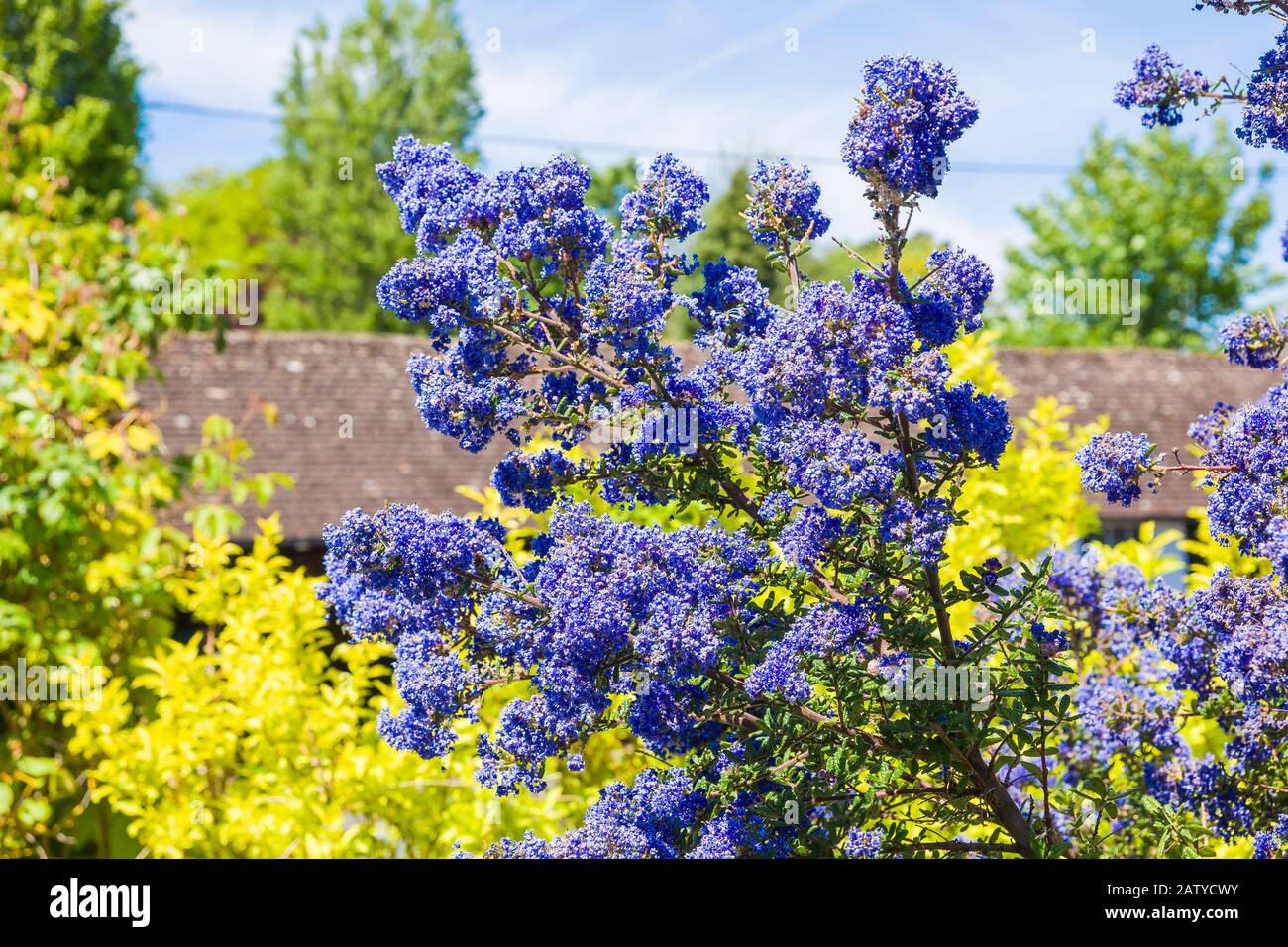 Fleurs bleu vif sur un arbre Ceanothus Dark Star en mai dans un jardin anglais Banque D'Images