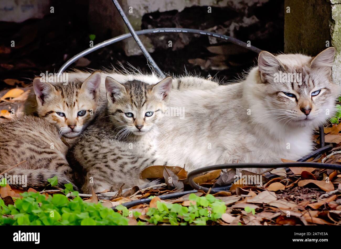 Un chat de mère s'y jette à côté de ses deux chatons tabby de six semaines, le 30 janvier 2020, à Coden, en Alabama. Banque D'Images