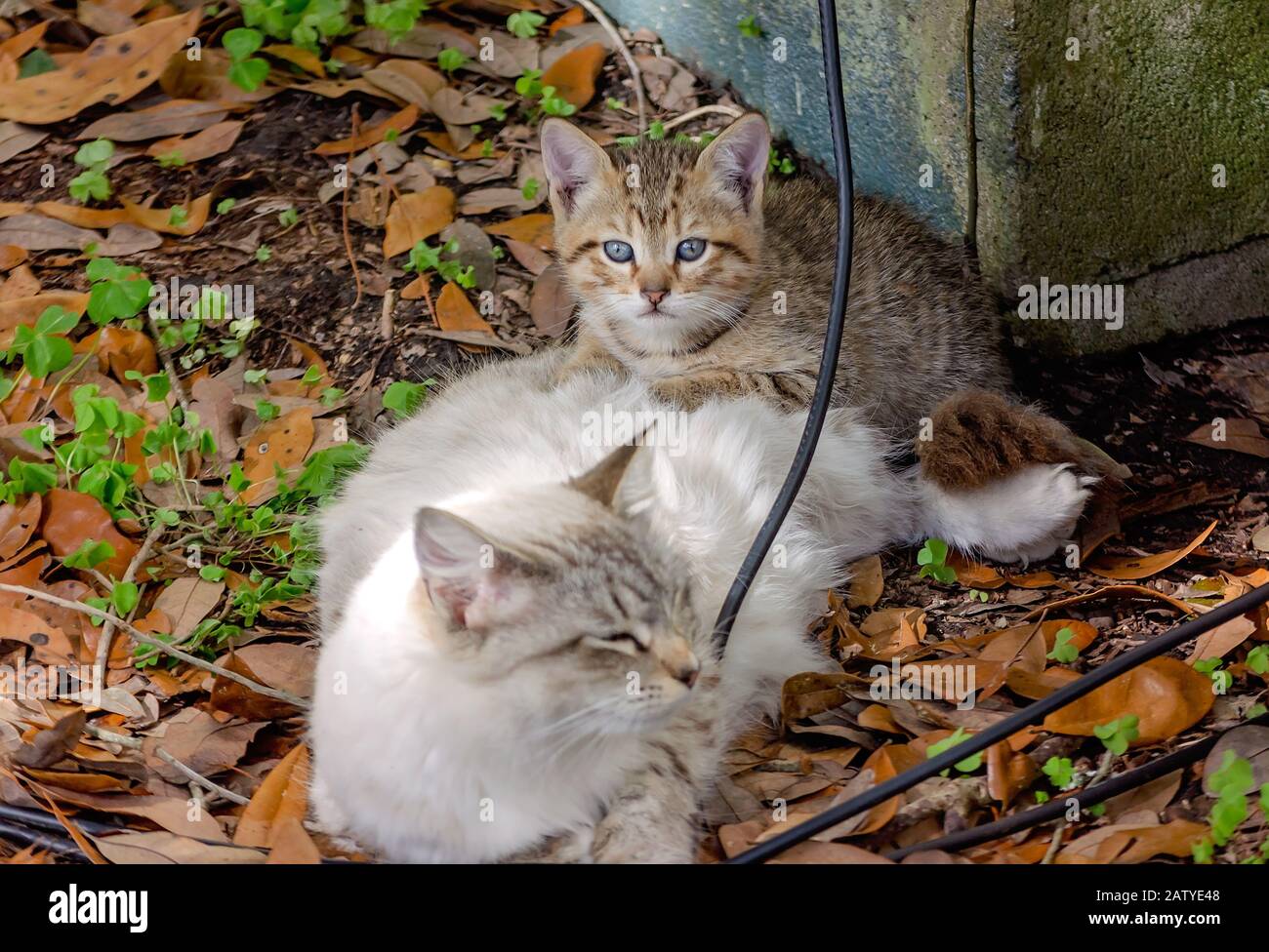 Un chat de mère s'y jette à côté de son chaton tabby de six semaines, le 30 janvier 2020, à Coden, en Alabama. Banque D'Images