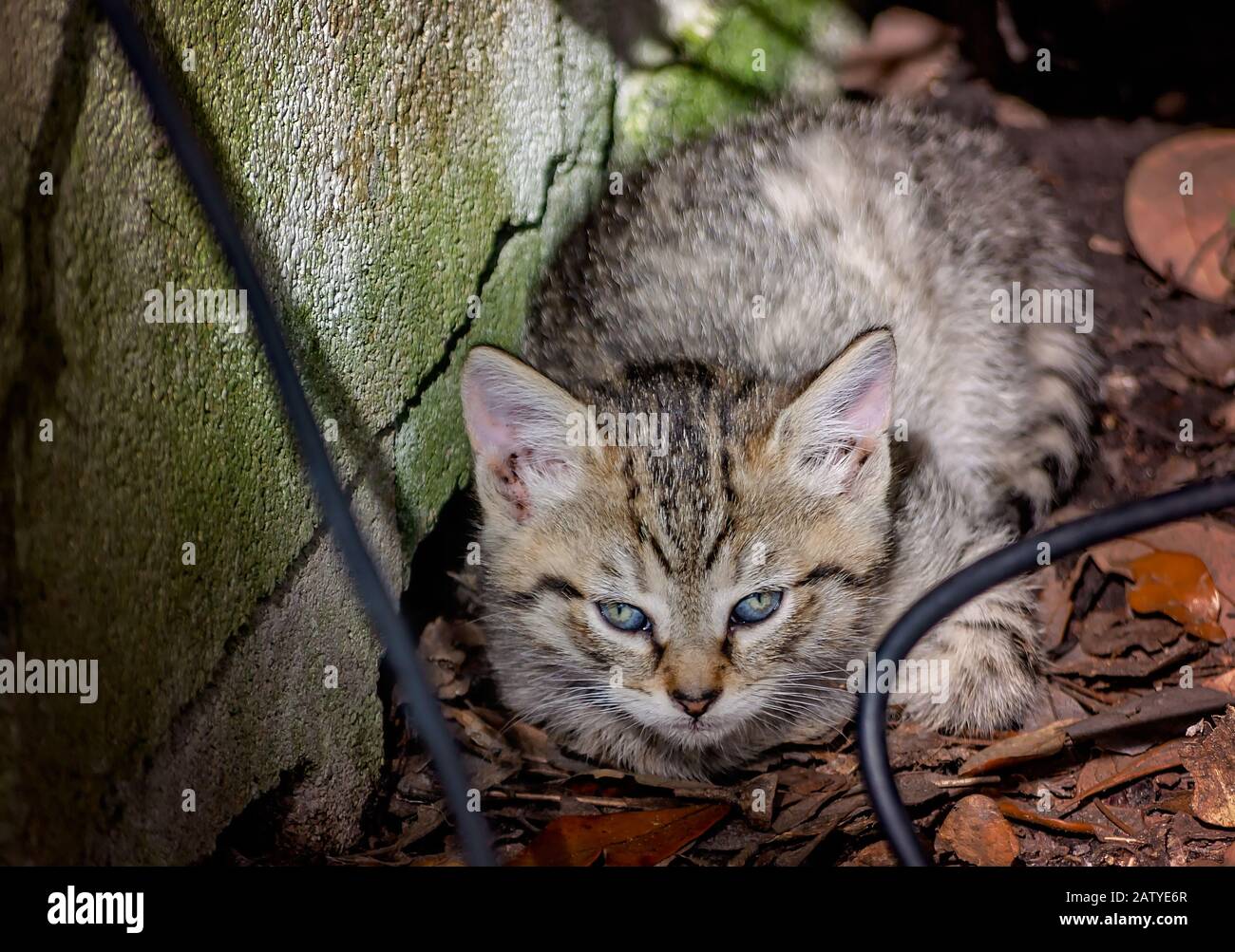 Un chaton de tabby feral de six semaines se trouve sous une maison abandonnée, le 30 janvier 2020, à Coden, en Alabama. Banque D'Images