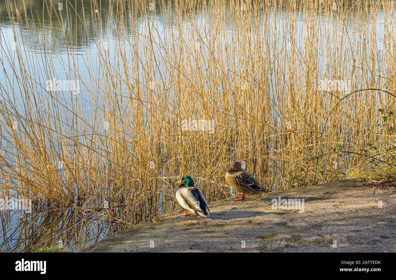 Canards colverts mâles et femelles près des roseaux du parc naturel des lacs Cosmiston Penarth South Wales Banque D'Images