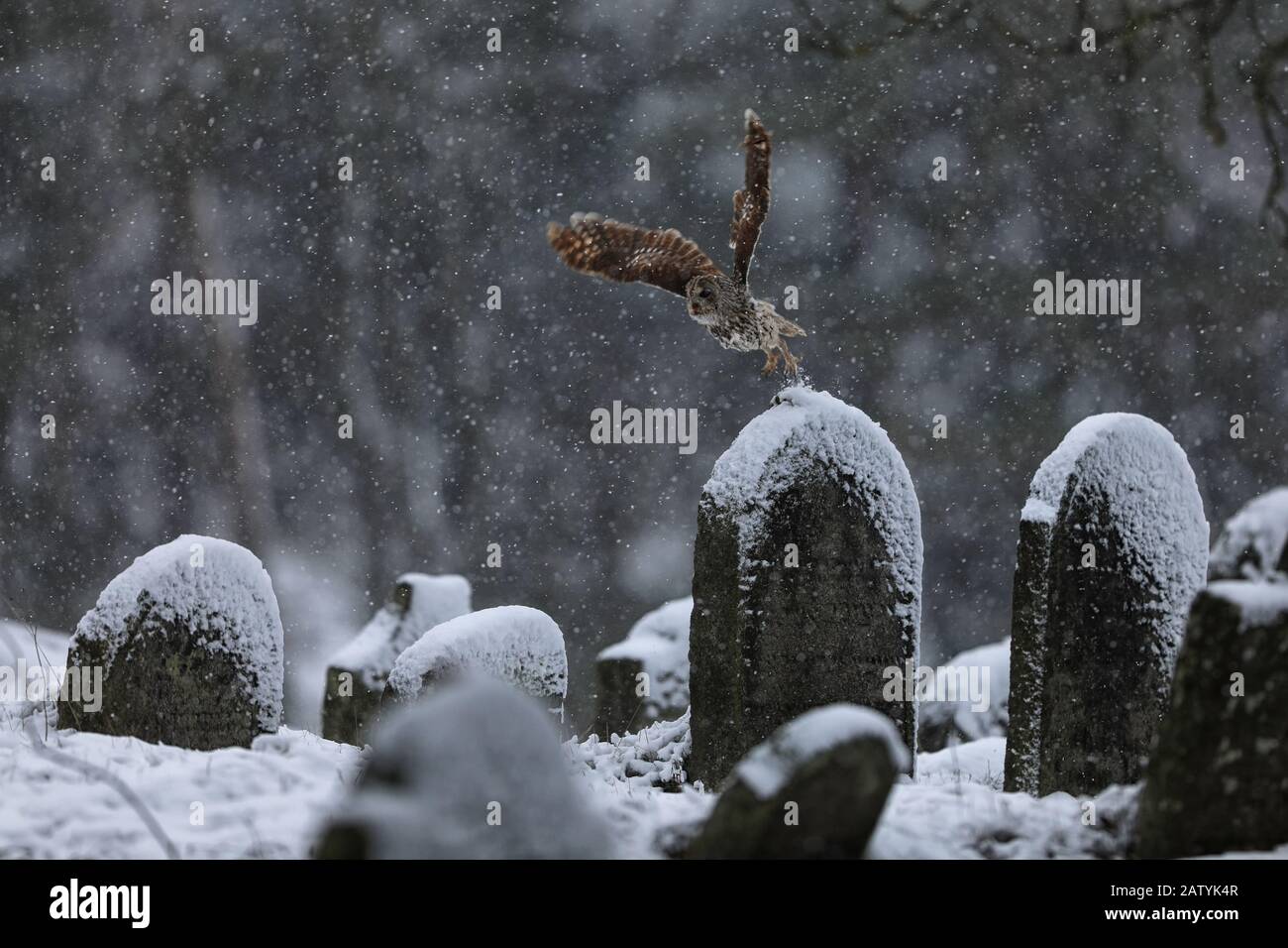 Voler la chouette tawny eurasienne, Strix aluco, en hiver près de l'ancien cimetière. Carnivore, chasseur. Banque D'Images Voler la chouette tawny eurasienne, Strix aluco, en hiver près de l'ancien cimetière. Carnivore, chasseur. Banque D'Images
