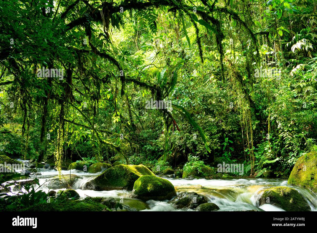 Paysage de forêt tropicale avec végétation dense et rivière Banque D'Images Paysage de forêt tropicale avec végétation dense et rivière Banque D'Images