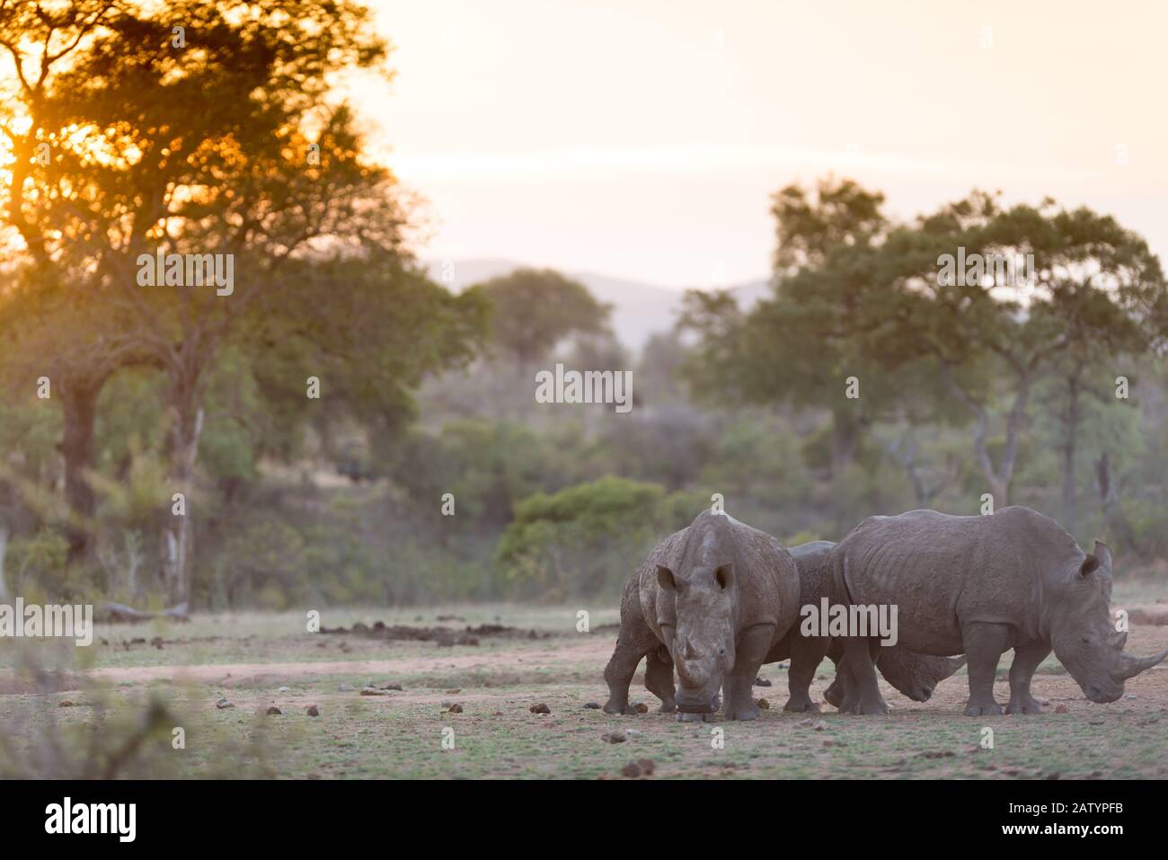 Rhino blanc dans le désert Banque D'Images