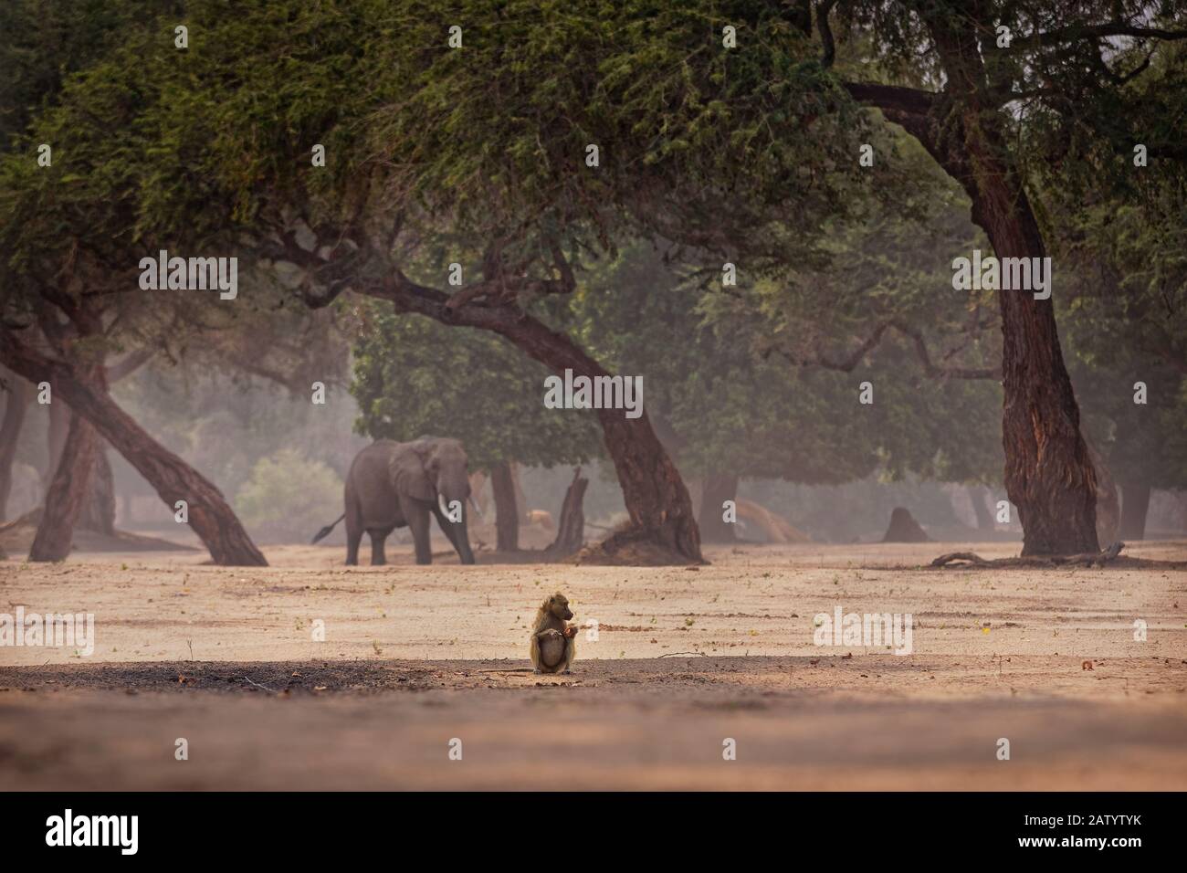 Chacma Baboon - Papio ursinus griseipes ou Cape babouin et éléphant d'Afrique Bush - Loxodonta africana dans le parc national de Mana Pools au Zimbabwe. Banque D'Images