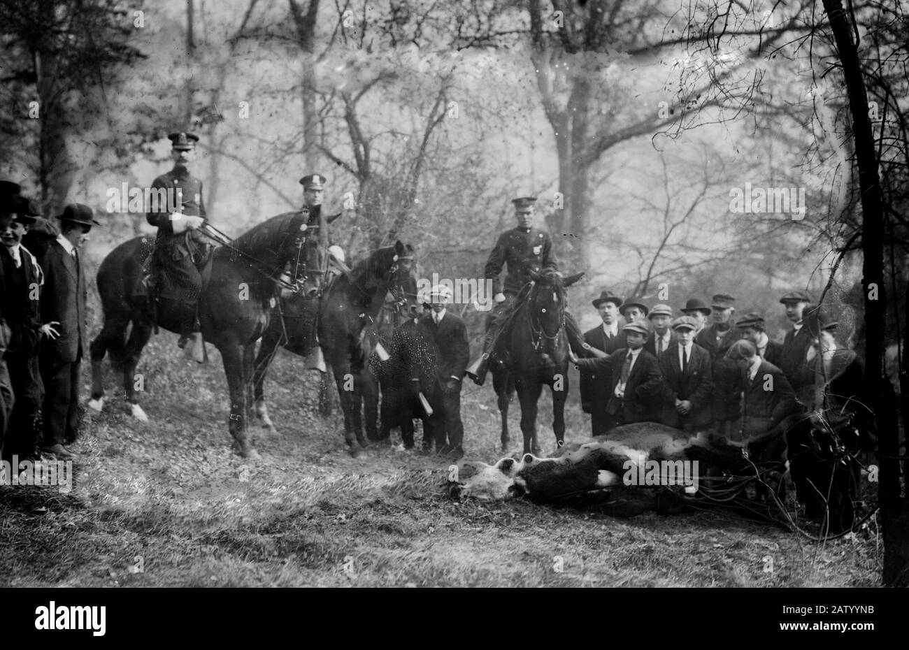 La photo montre l'un des steers qui s'est échappé des yards de la New York stock Company et a été tué dans Central Park, New York City, le 3 novembre 1913. Banque D'Images