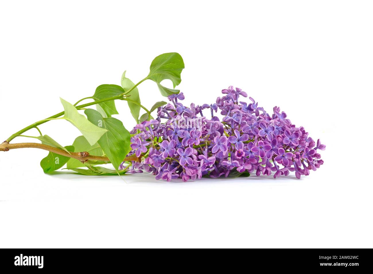 Branche avec fleurs lilas isolées sur fond blanc. Syringa vulgaris en fleurs. Banque D'Images