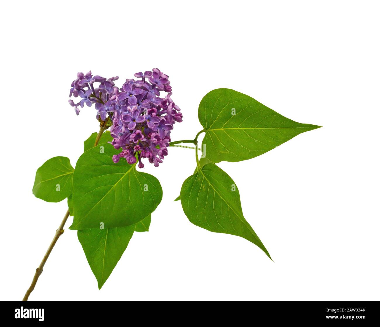 Branche avec fleurs lilas isolées sur fond blanc. Syringa vulgaris en fleurs. Banque D'Images