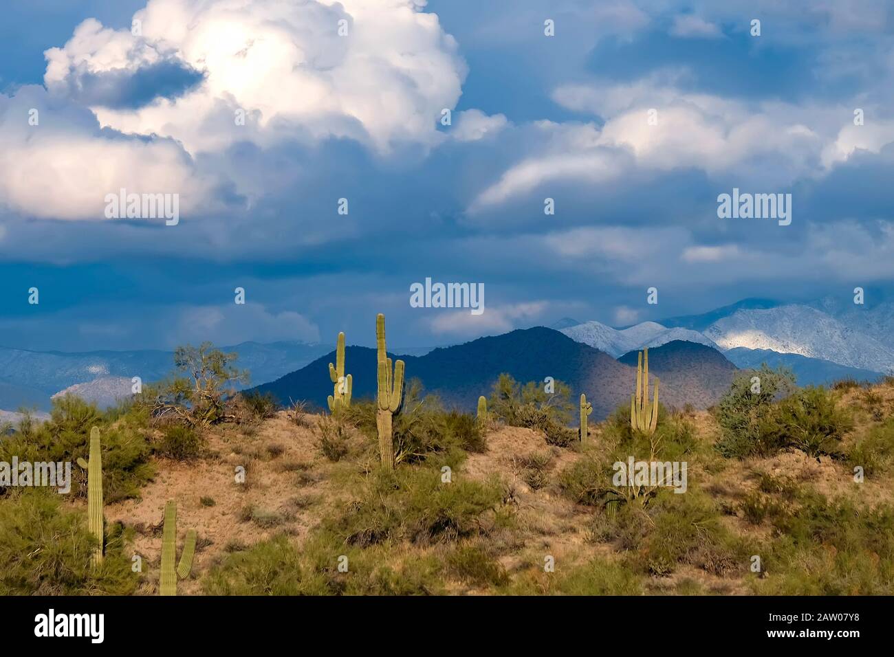 Paysage du désert de Sonoran avec cactus et nuages de saguaro. Aire De Loisirs De Salt River. Mesa, Arizona. Banque D'Images