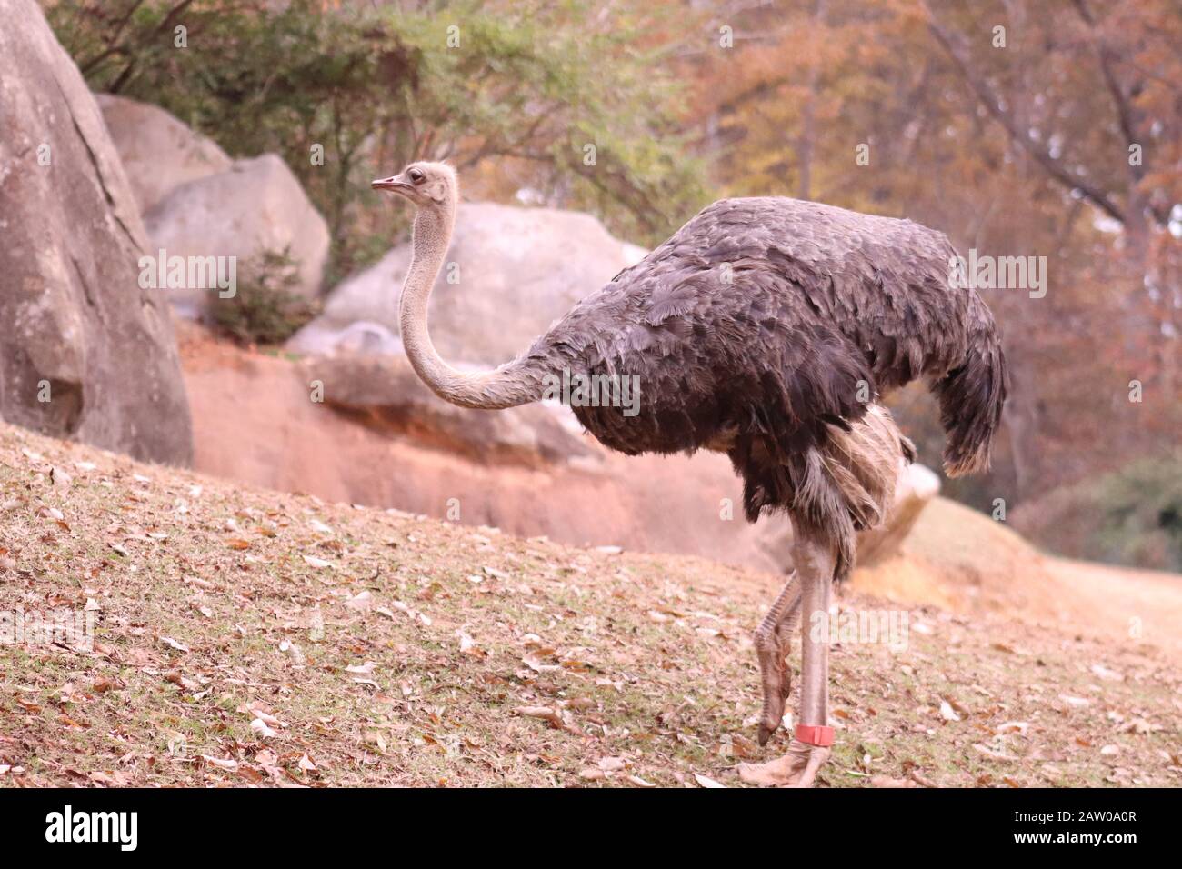Zoo de caroline du nord Banque de photographies et d’images à haute