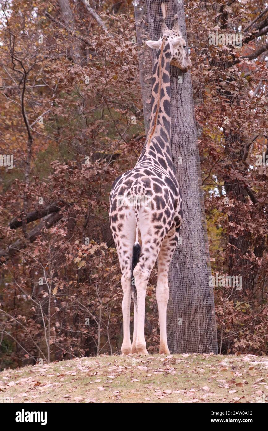 Une girafe au zoo de Caroline du Nord Banque D'Images