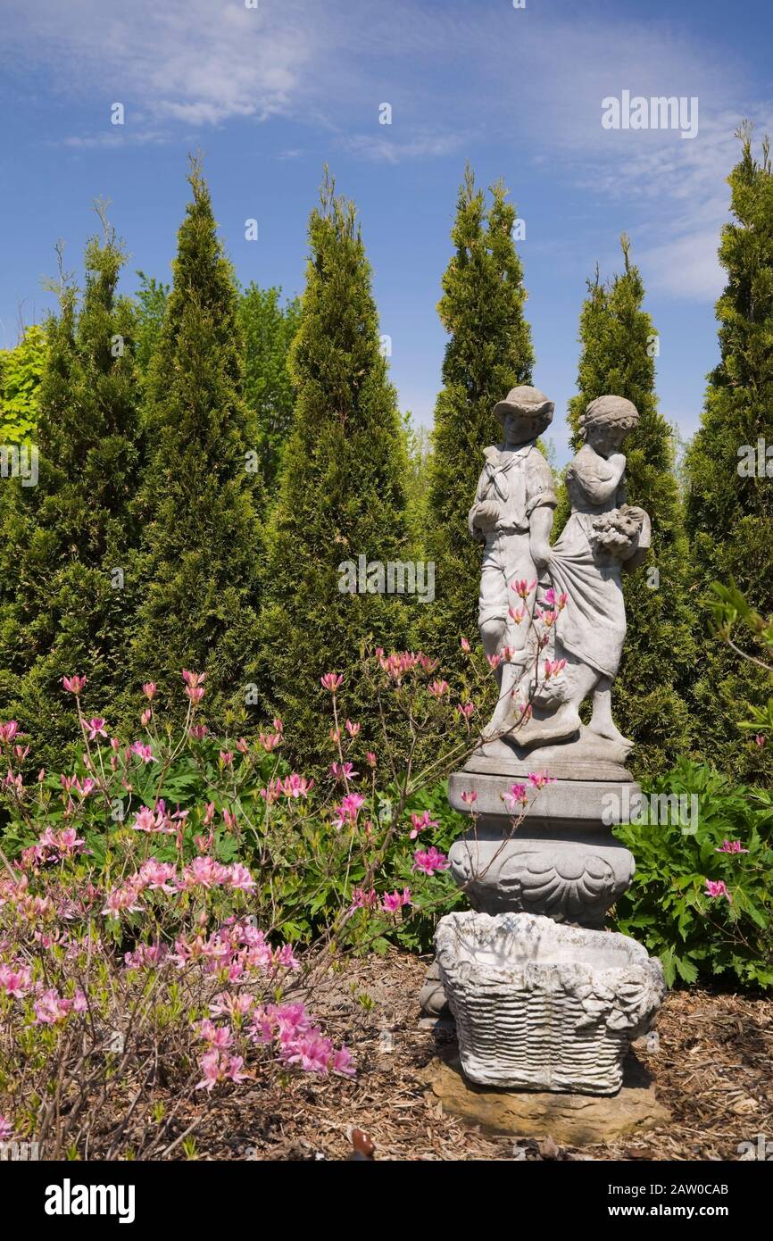 Statue en béton d'un jeune garçon et d'une fille, Azalea - Rhododendron  'Northern Lights' bordée d'une rangée de Thuja occidentalis 'Smaragd' -  Cèdre Photo Stock - Alamy