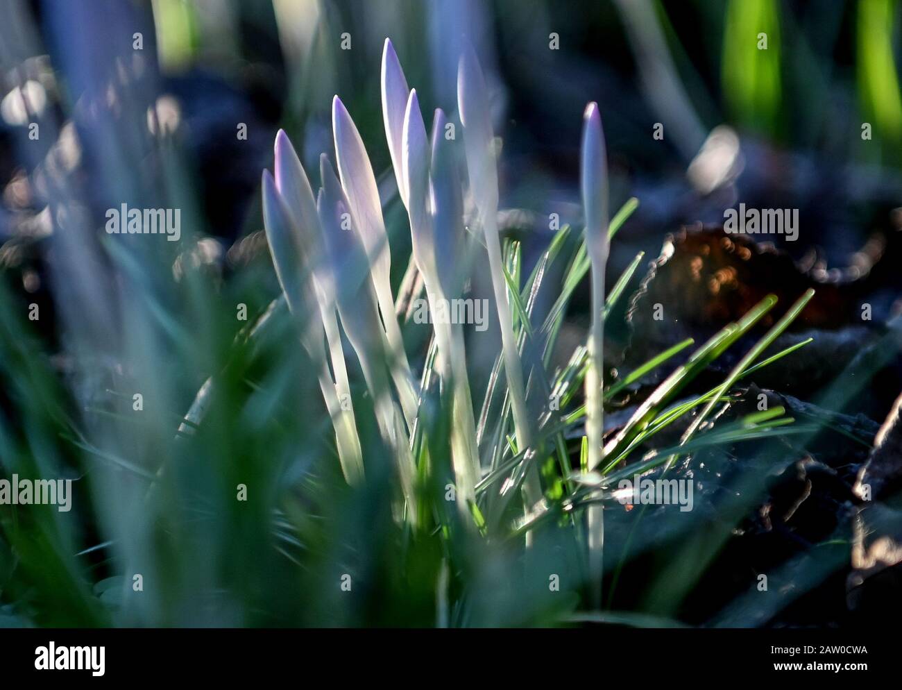 Berlin, Allemagne. 05 février 2020. Les crocodiles d'Elf poussent dans un jardin. Les fleurs sont relativement résistantes au gel et se développent particulièrement bien en lumière indirecte sur des sols sablonneux, argileux ou loameux. Crédit: Britta Pedersen/dpa-Zentralbild/ZB/dpa/Alay Live News Banque D'Images