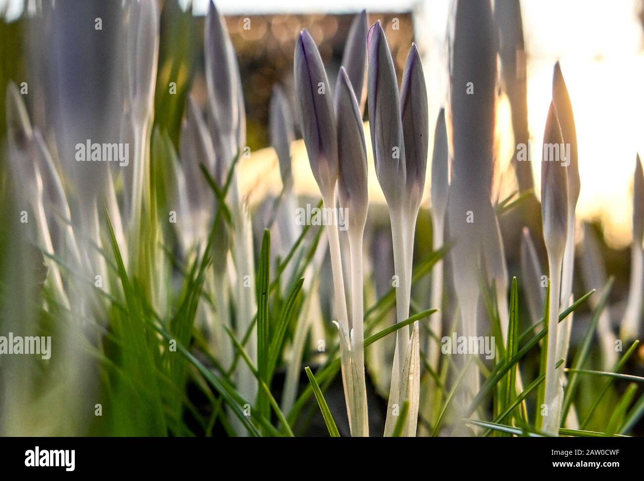 Berlin, Allemagne. 05 février 2020. Les crocodiles poussent dans un jardin. Les fleurs sont relativement résistantes au gel et se développent particulièrement bien en lumière indirecte sur des sols sablonneux, argileux ou loameux. Crédit: Britta Pedersen/dpa-Zentralbild/ZB/dpa/Alay Live News Banque D'Images