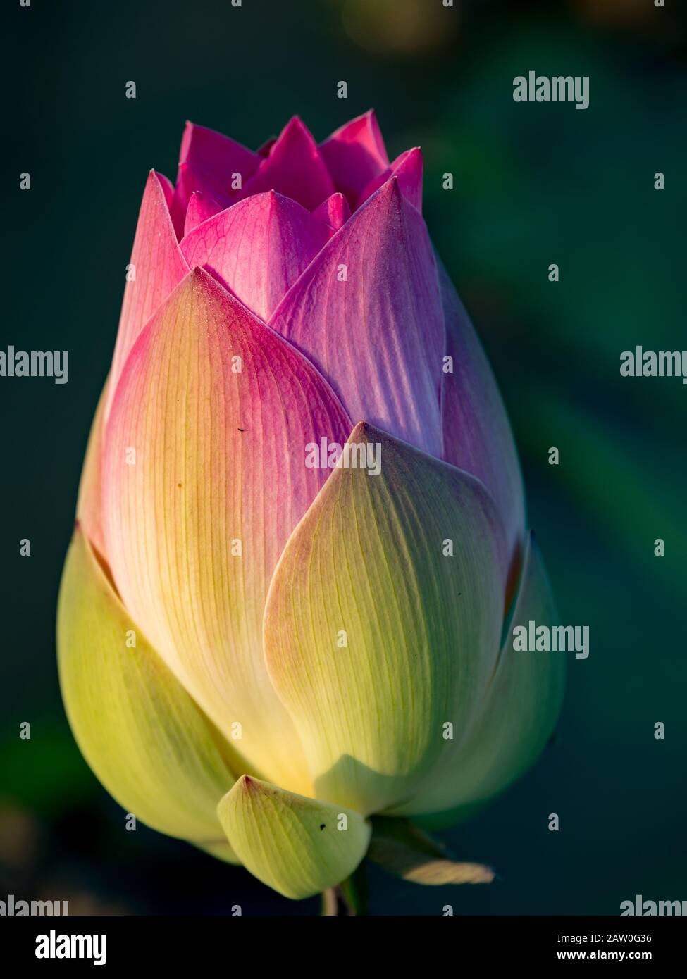 La fleur du lotus sacré au Cambodge Banque D'Images