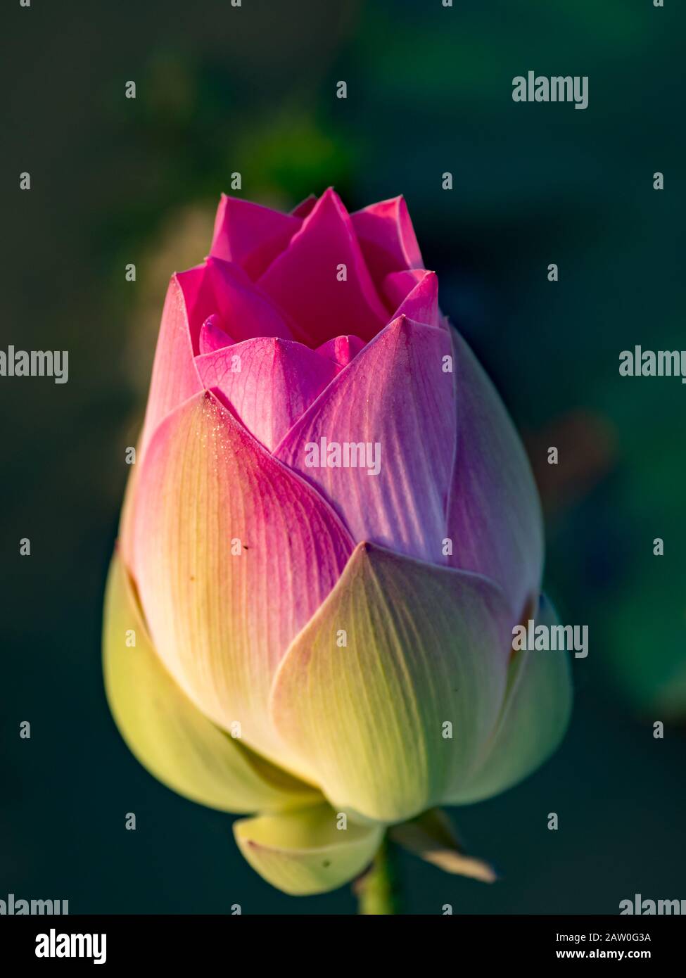 La fleur du lotus sacré au Cambodge Banque D'Images