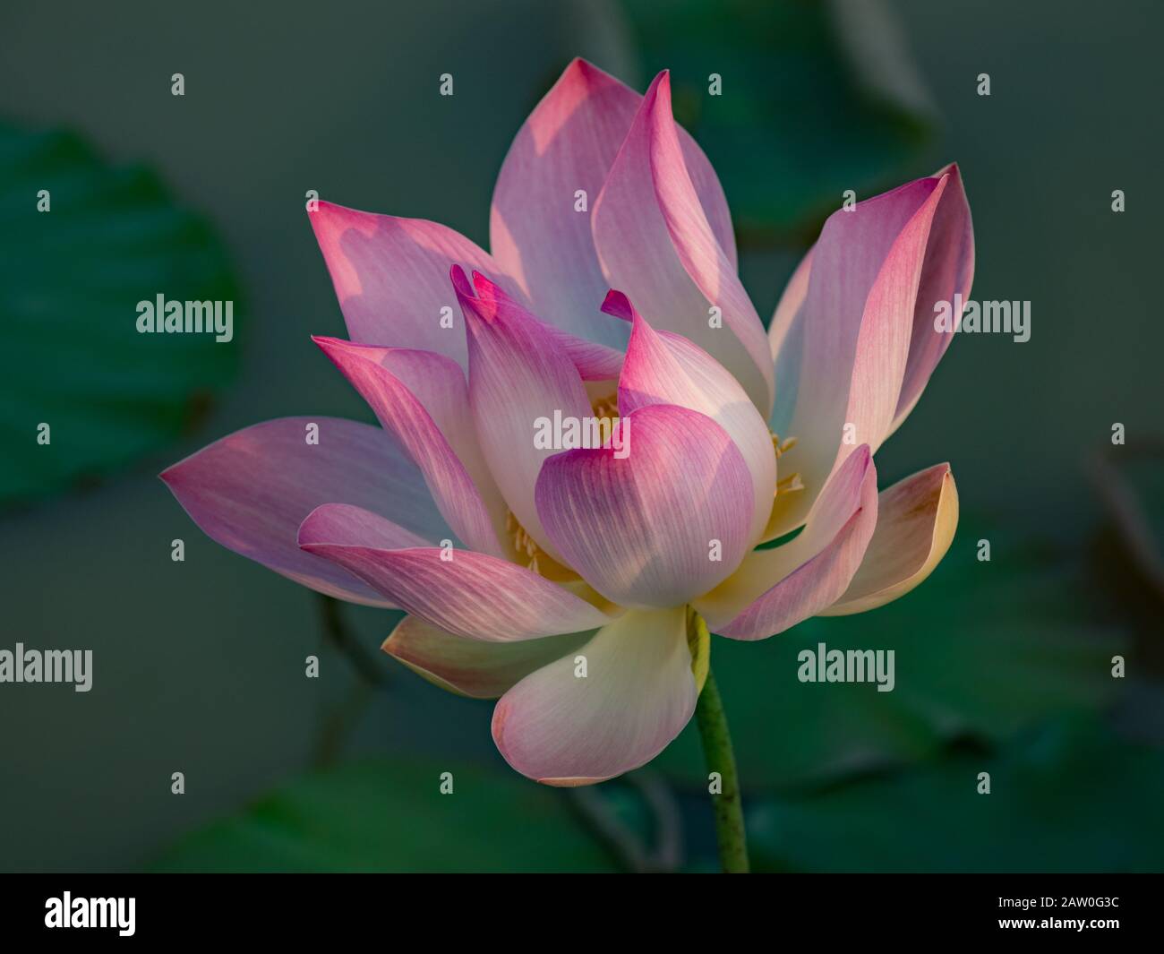 Une fleur de lotus dans les rizières du Cambodge rural Banque D'Images