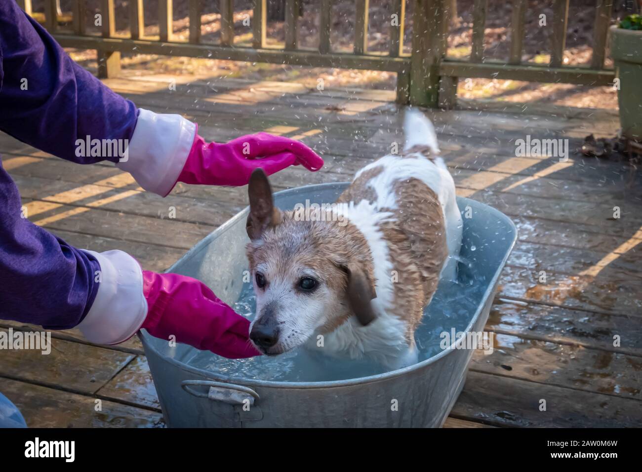Un ancien Jack Russell terrior se réveille tout en obtenant un bain. Banque D'Images
