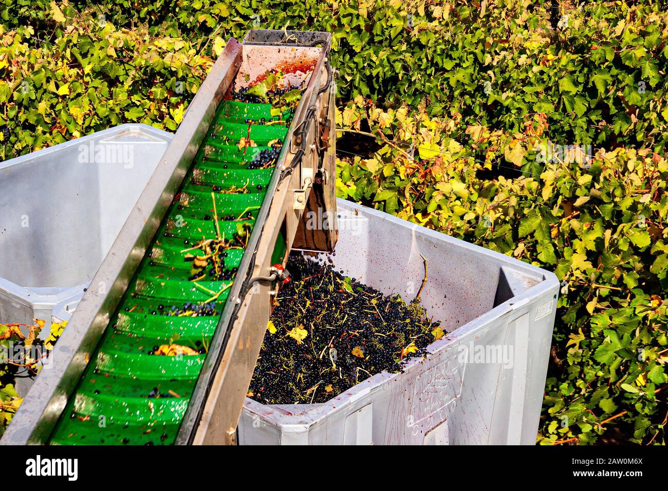 Machines à vin et brasseries australiennes. Production en Australie méridionale/occidentale et en Nouvelle-Galles du Sud. Le tapis roulant charge les raisins dans le bac Banque D'Images