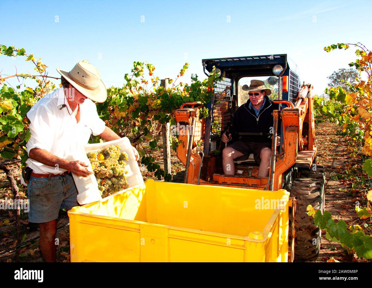 Production de viticulteurs et de brasseries australiens en Australie méridionale/occidentale et en Nouvelle-Galles du Sud. Chargement des raisins dans le bac Banque D'Images