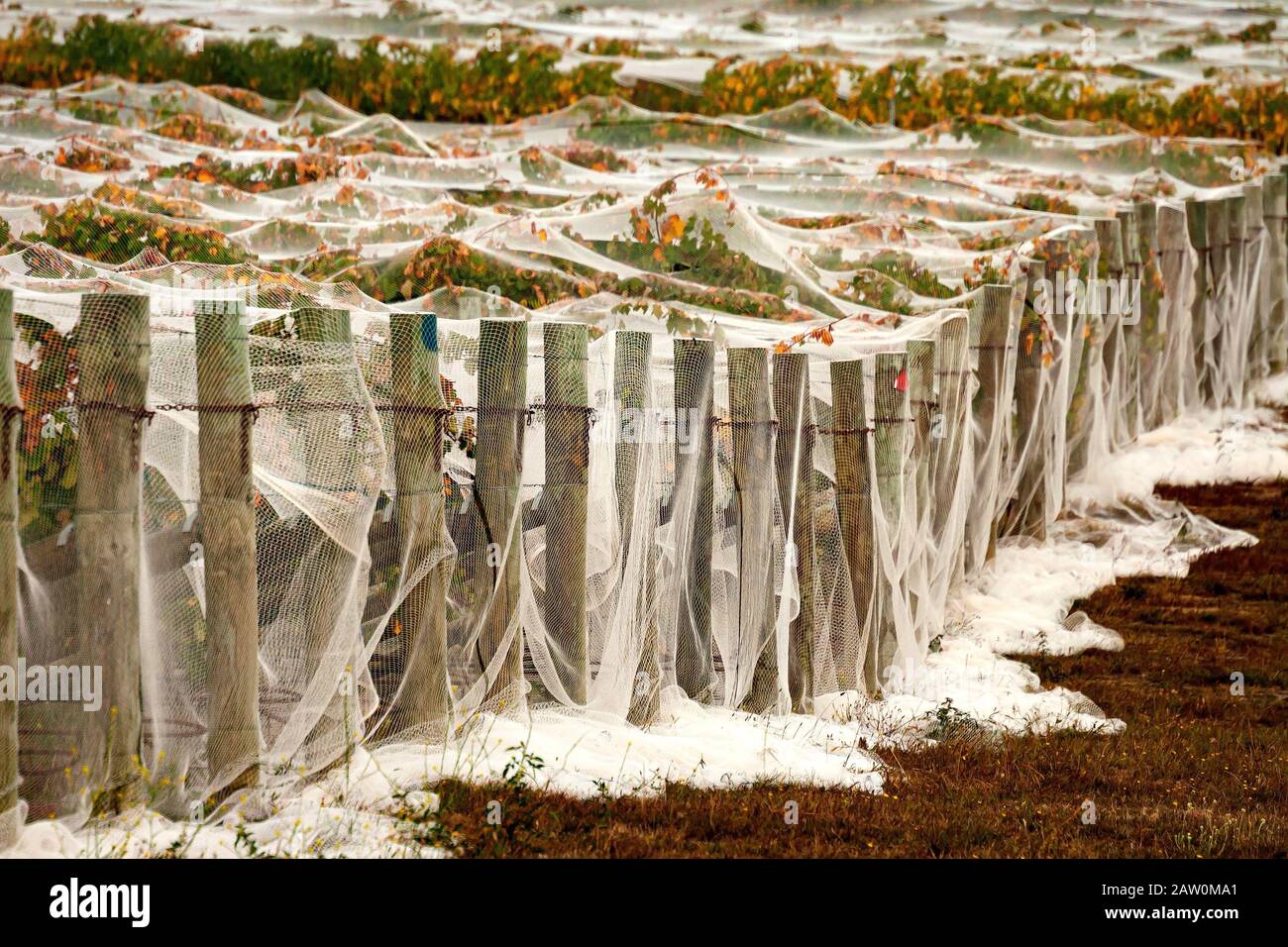 Producteurs de vins et brasseries australiens production en Australie méridionale/occidentale et en Nouvelle-Galles du Sud régions viticoles.Vines s'est mise en réseau contre le gel . Banque D'Images