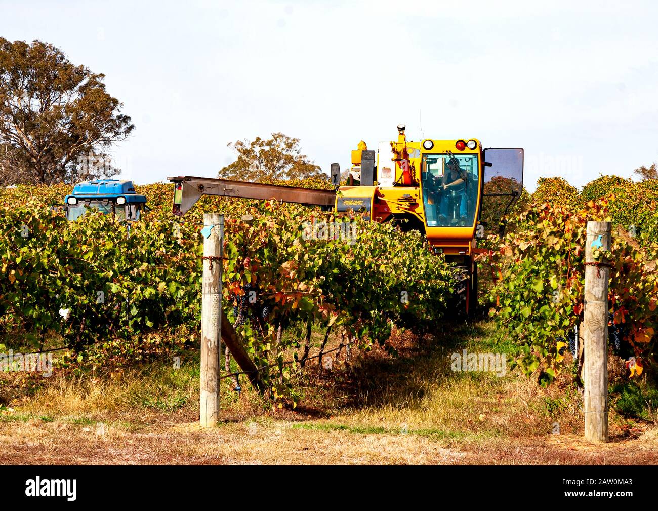 Producteurs de vins et brasseries australiens production en Australie méridionale/occidentale et en Nouvelle-Galles du Sud.Raisins en cours de récolte. Banque D'Images
