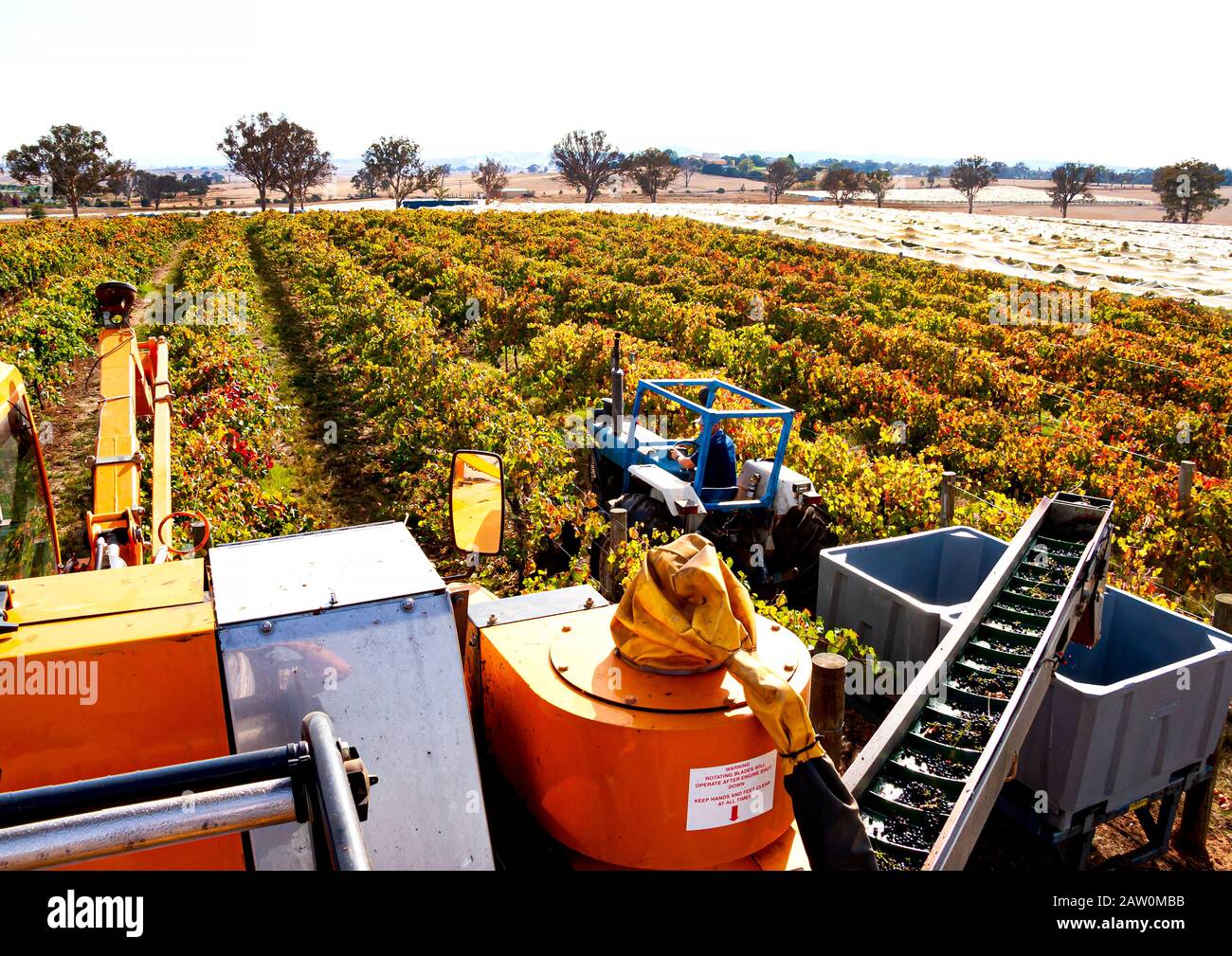 Production de viticulture et de brasseries australiennes en Australie méridionale/occidentale et Régions vinicoles de la Nouvelle-Galles du Sud.les raisins cueillis sont chargés dans la poubelle Banque D'Images