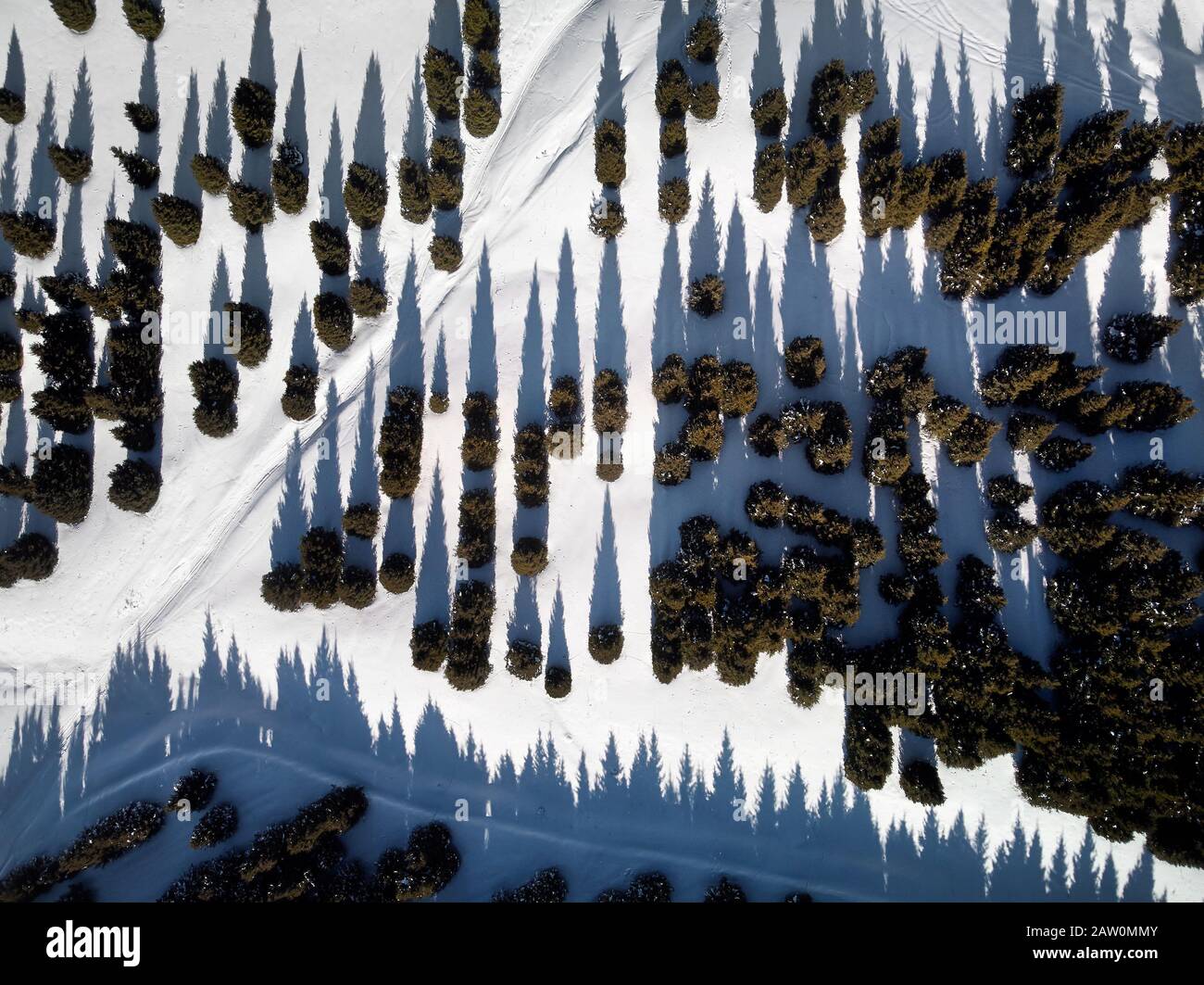 Vue sur les arbres de la forêt d'hiver avec neige. Fond d'hiver. Banque D'Images