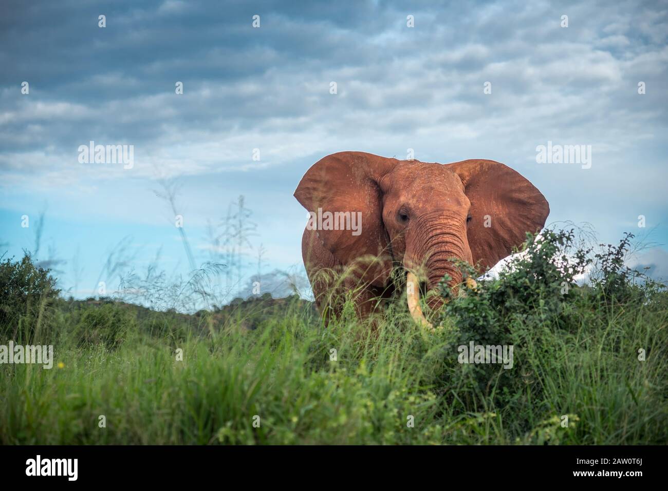 Famille des éléphants dans la savane, safari en Afrique, Kenya, Tanzanie, Ouganda éléphants luttant dans le parc national chasse au Botswana éléphants de chasse Banque D'Images