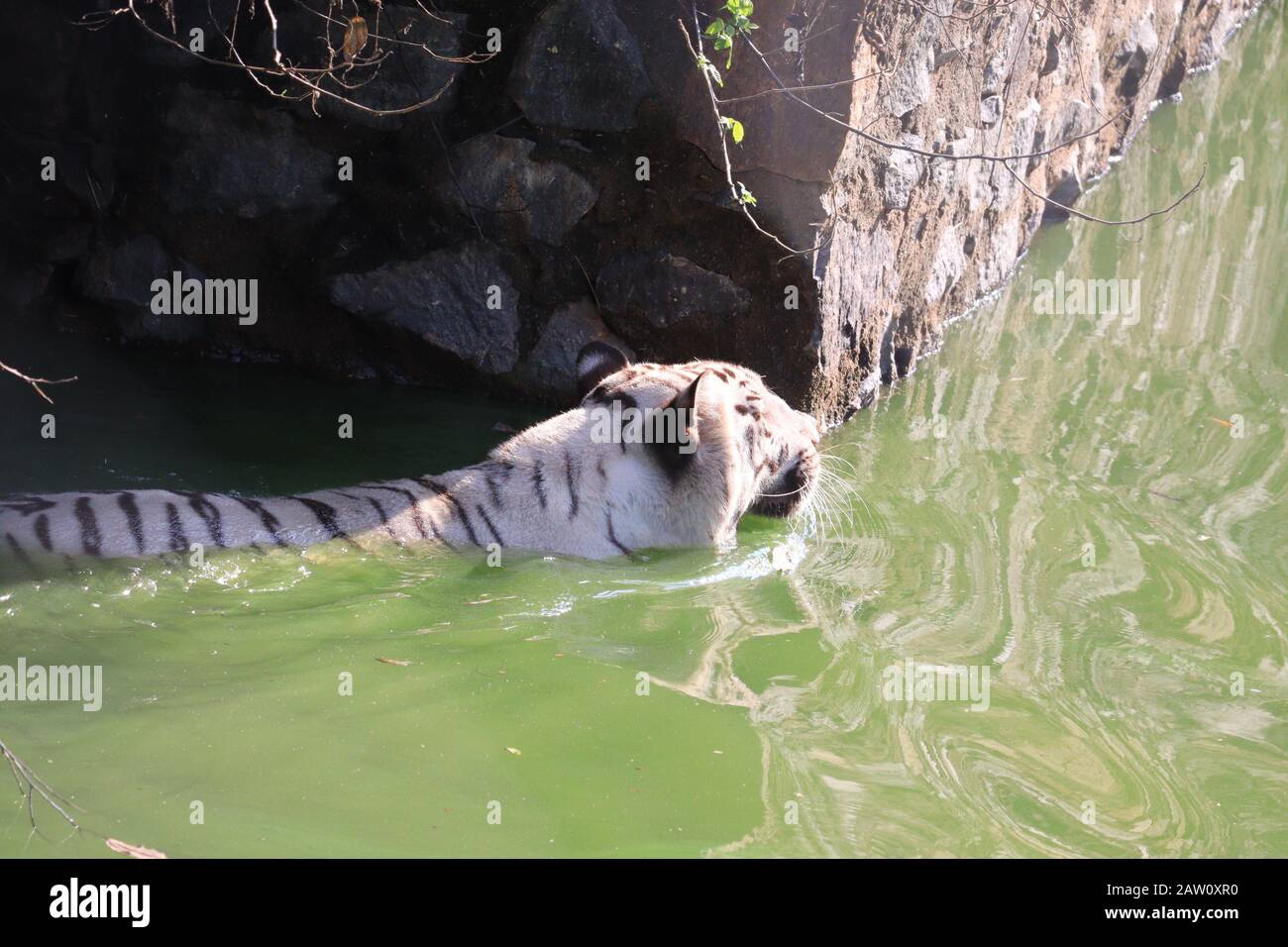 Vue latérale Du tigre Adulte Rare à rayures noires et blanches dans l'étang de l'eau, 2020 Banque D'Images