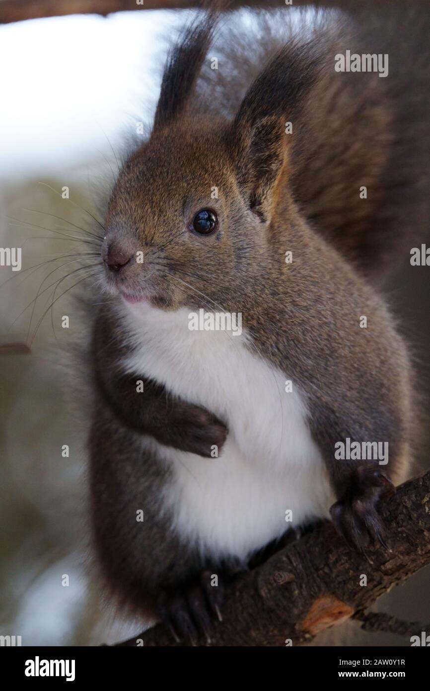 L'écureuil de Hokkaido Banque D'Images