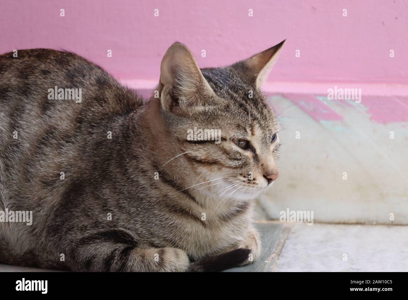 gros plan d'un chat domestique brun reposant à la maison avec le mur rouge , à l'extérieur des animaux domestiques , des images de chats Banque D'Images