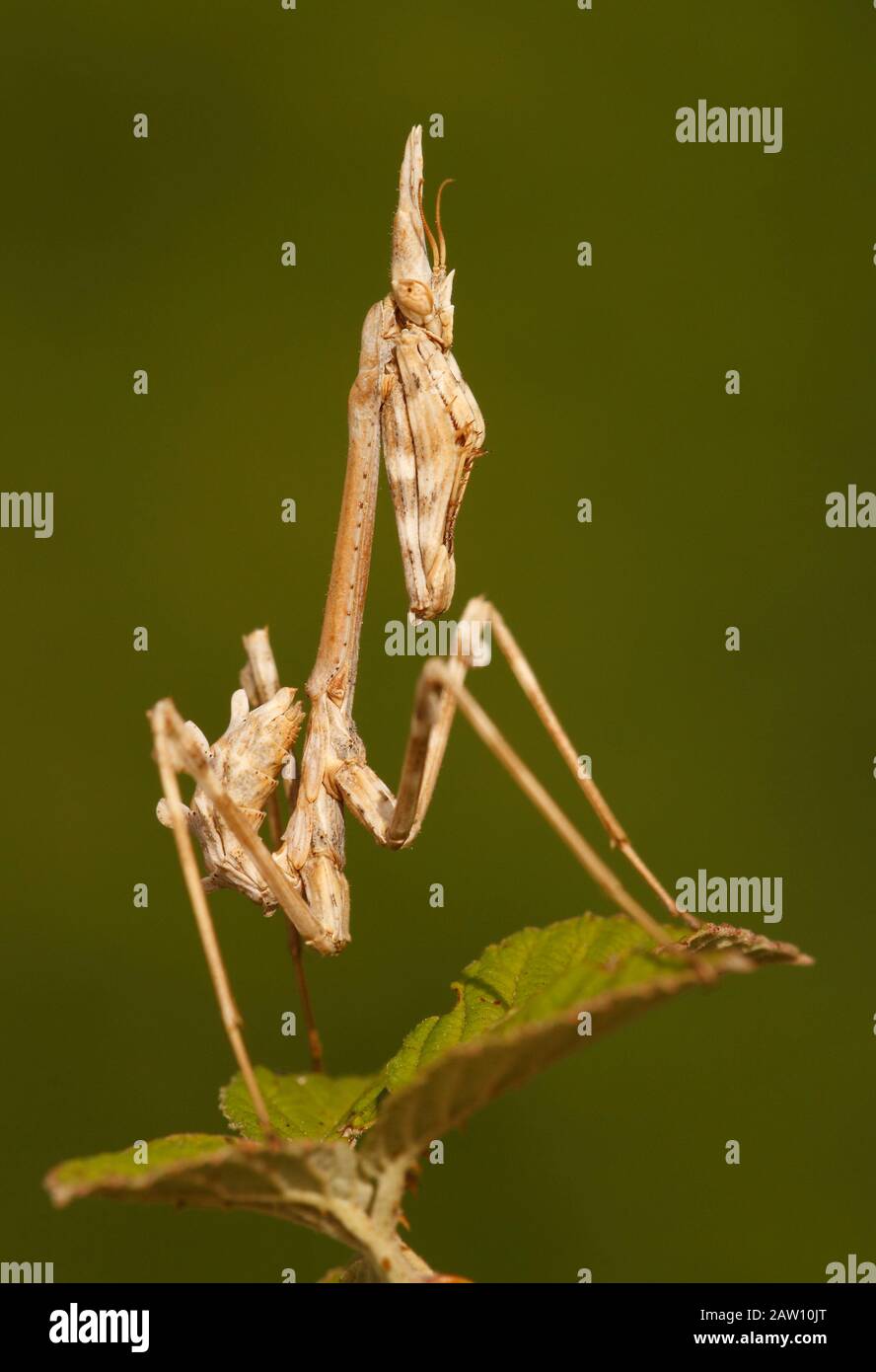 Conehead mantis, Empusa pennata, Espagne Banque D'Images