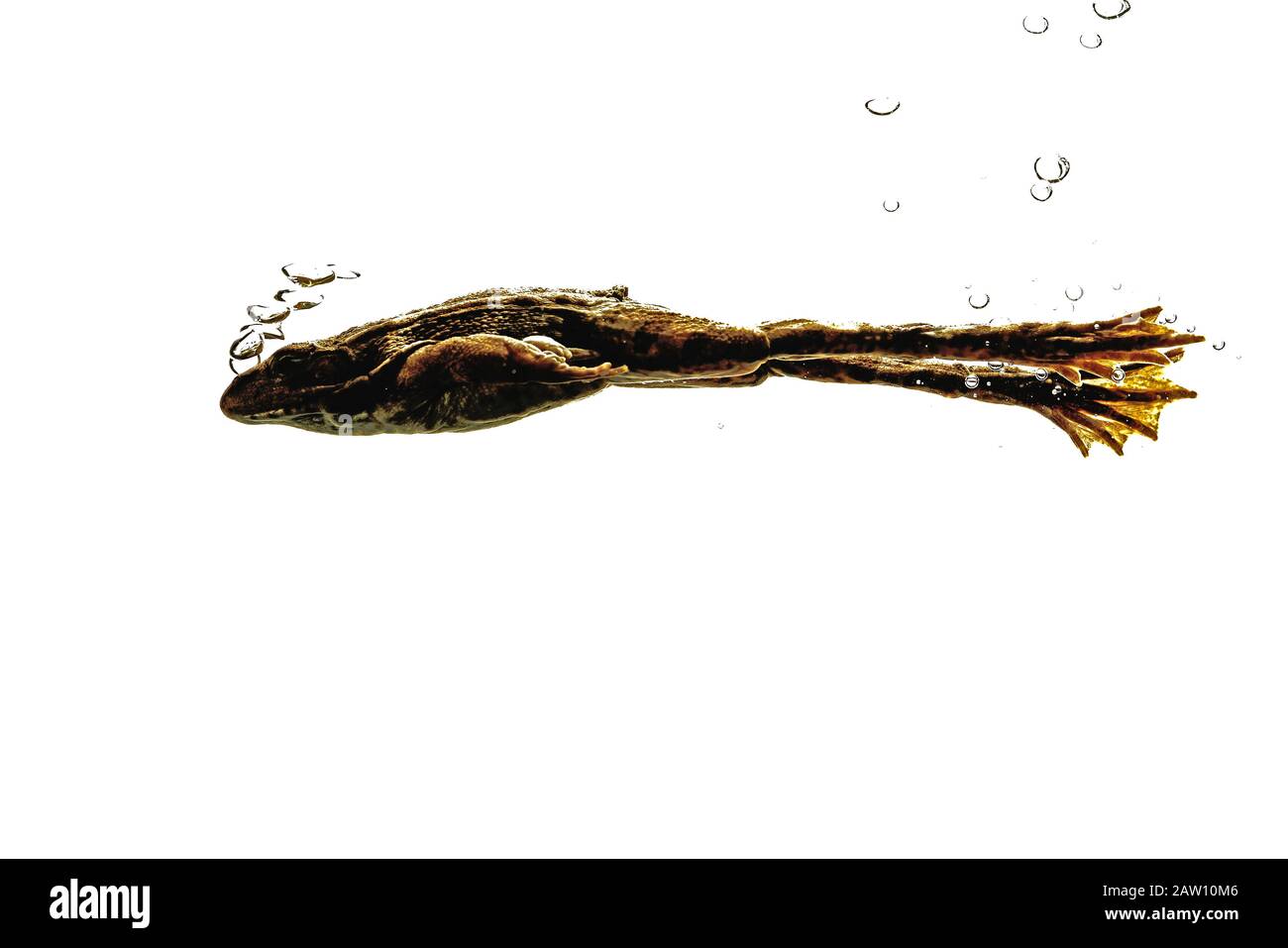 La grenouille de Pérez (Pélophylax perezi) sous l'eau, Espagne Banque D'Images