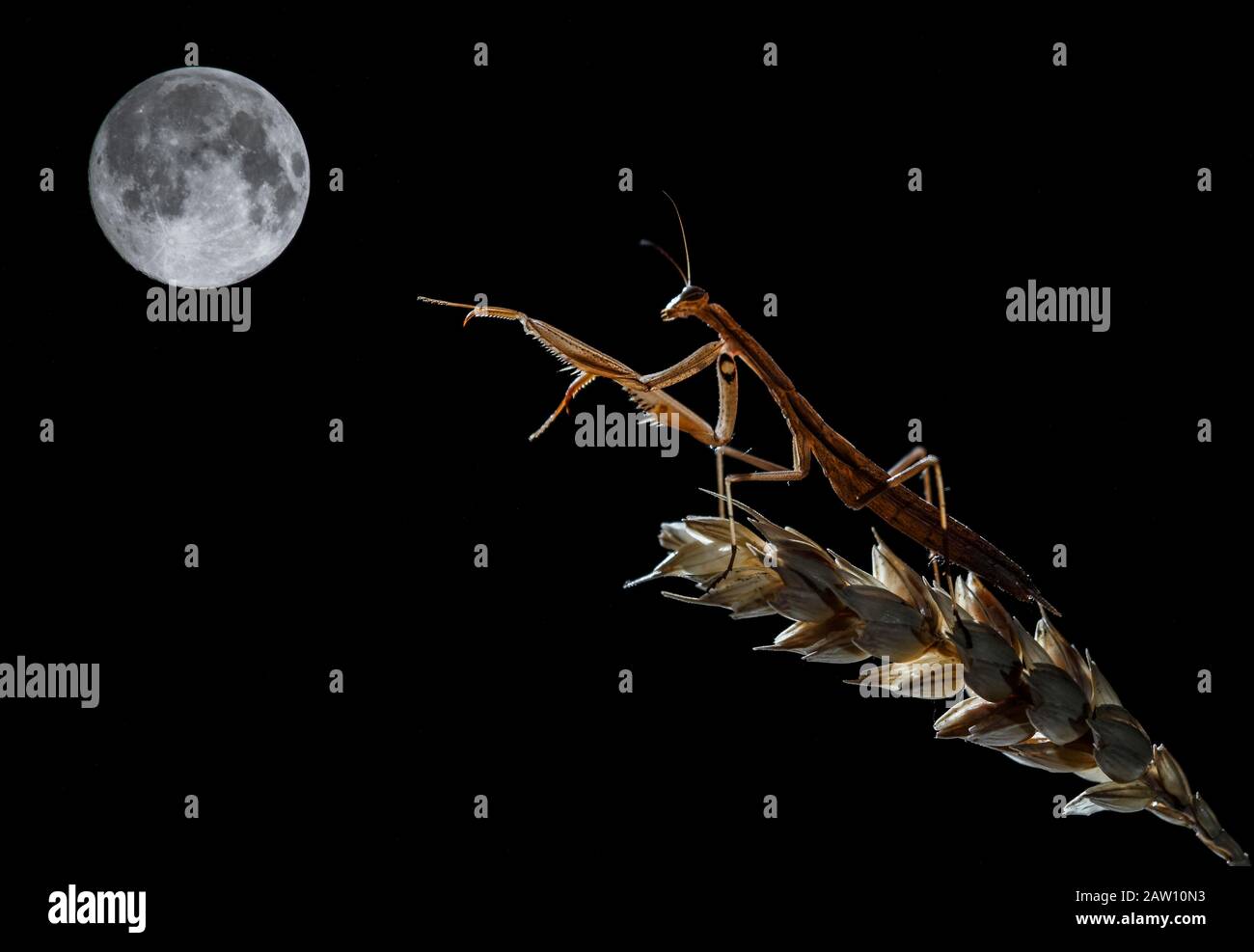 Mantis européen (Mantis religiosa) adulte perché sur une branche avec lune en arrière-plan, Espagne Banque D'Images