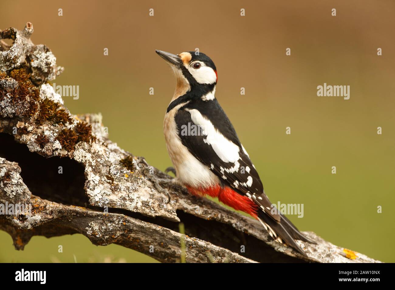 Pic À Pois (Dendrocopos Major), Espagne Banque D'Images