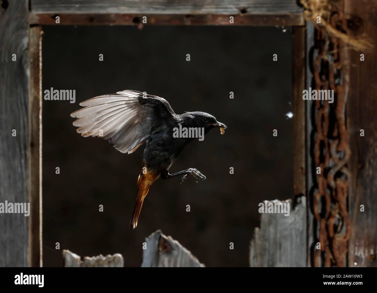 Black Redstart (Phoenicurus ochruros) volant avec des proies la nuit, Espagne Banque D'Images