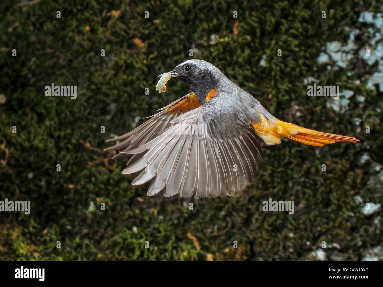Redstart commun (Phoenicurus phoenicurus) volant avec des proies, Espagne Banque D'Images