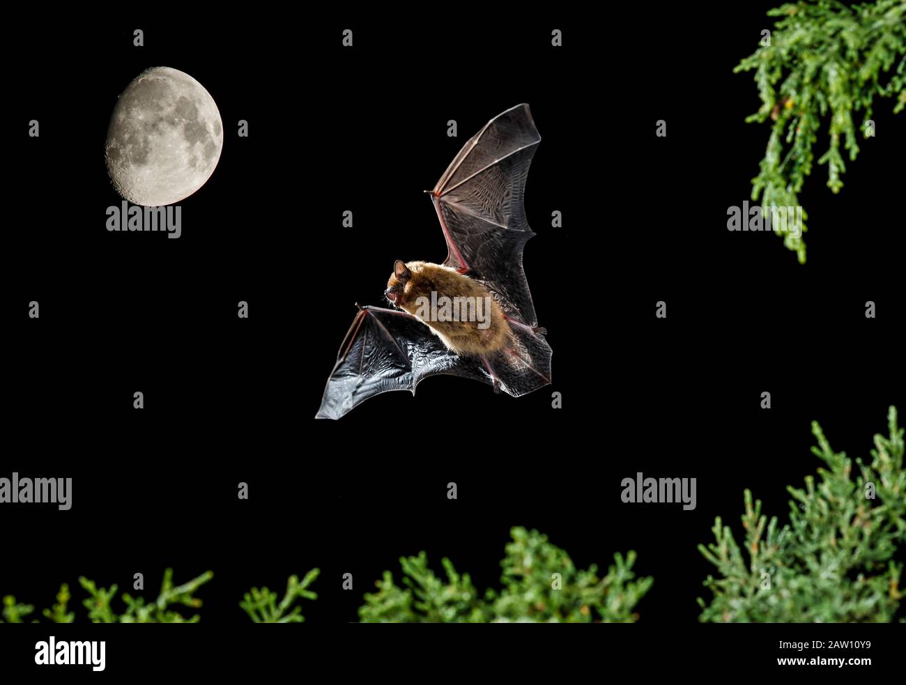 Serotine bat (Eptesicus serotinus) voler la nuit avec la lune en arrière-plan, Espagne Banque D'Images