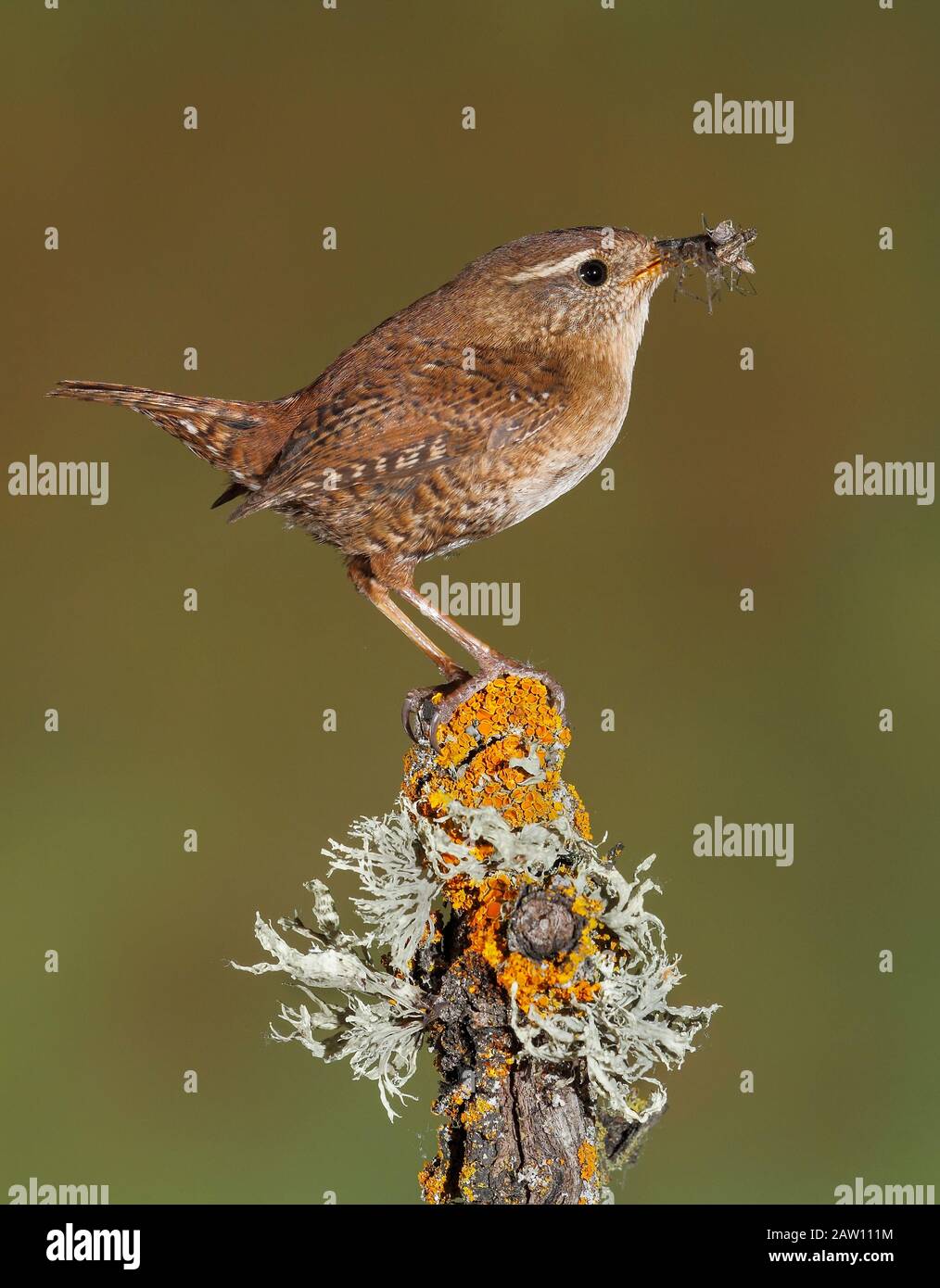 Wren eurasien (Troglodytes troglodytes) avec proie, Espagne Banque D'Images