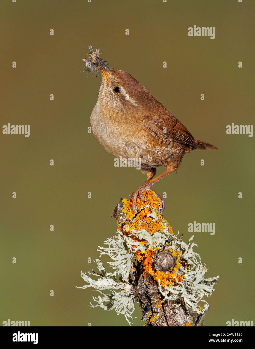 Wren eurasien (Troglodytes troglodytes) volant avec des proies, Espagne Banque D'Images