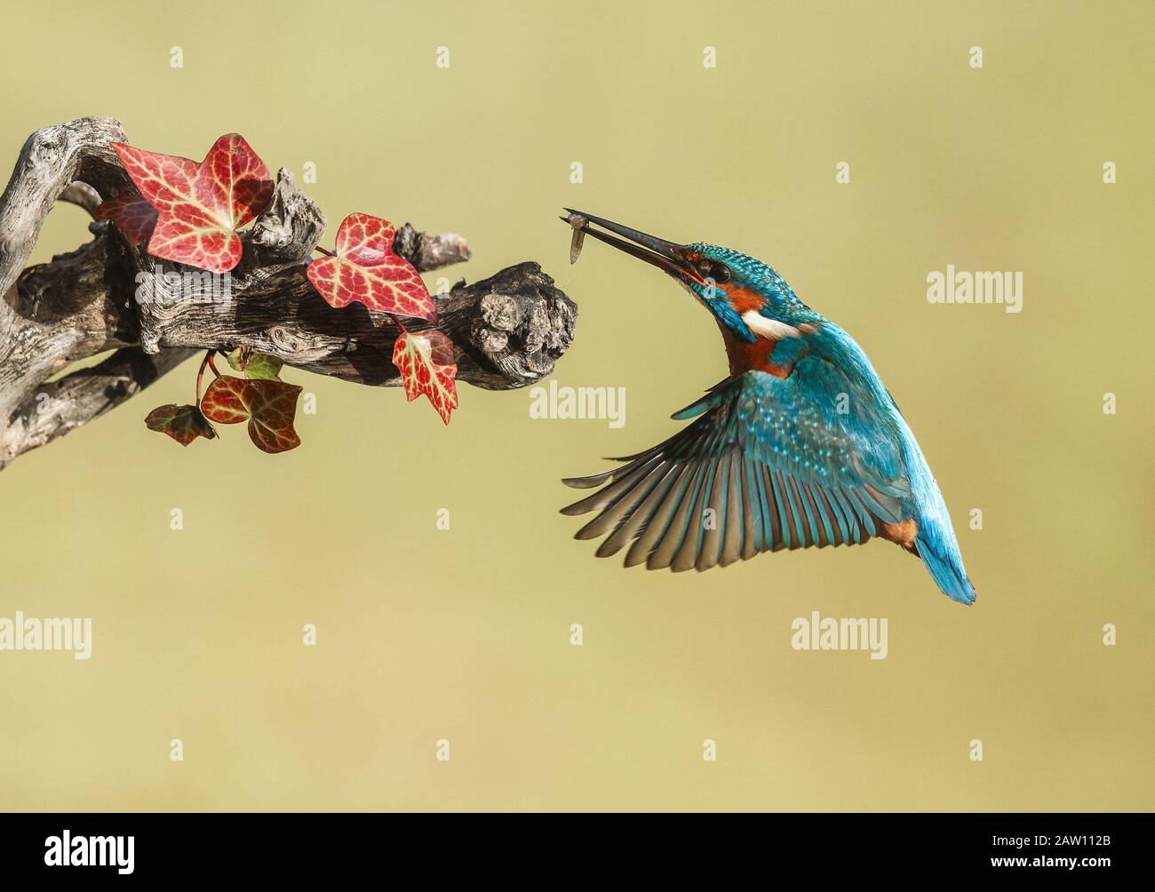 Kingfisher commun (Alcedo atthis) en vol avec des proies, Espagne Banque D'Images