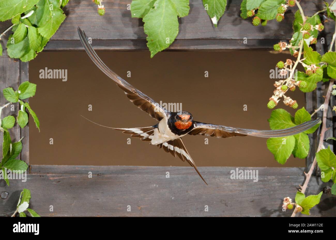 Grange Swallow (Hirundo rustica) volant à travers une fenêtre, Espagne Banque D'Images